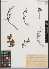 Foto von Salix herbacea L.